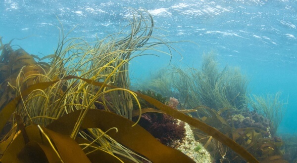 Plousganou Diving